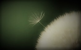 Dandelion